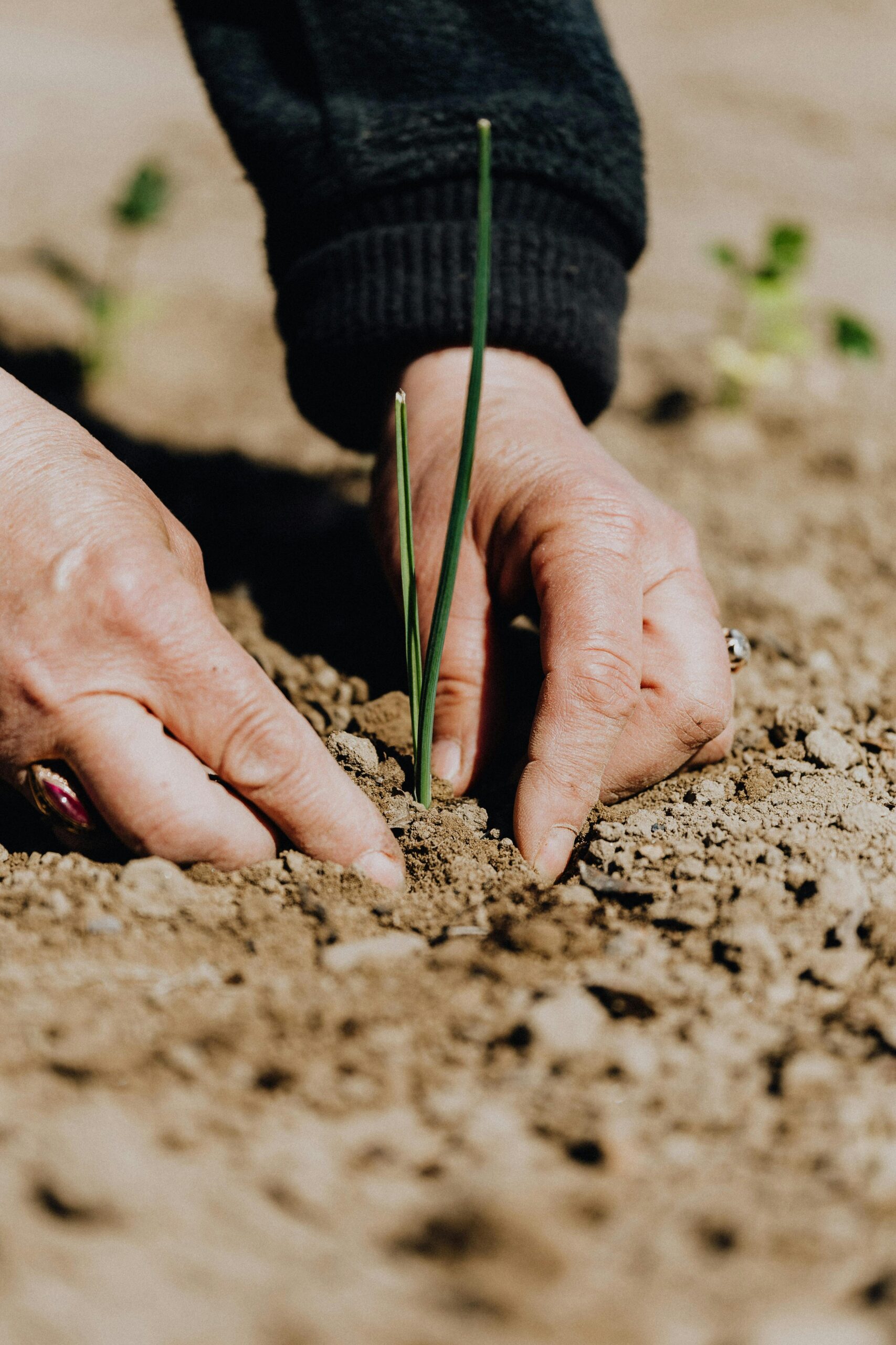 Close-up of hands planting seedling in soil, symbolizing growth and sustainability.